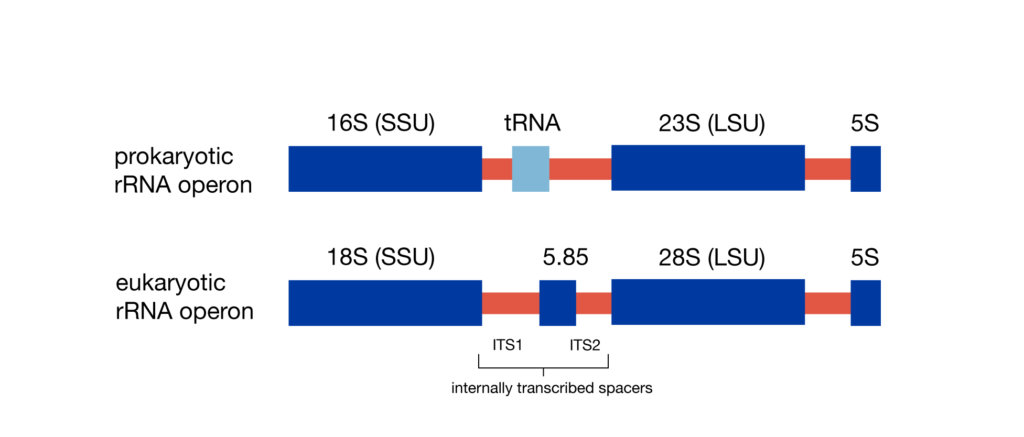 Illustration of ribosomal RNA operon